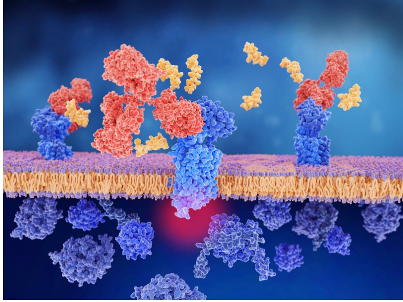 how peptides work