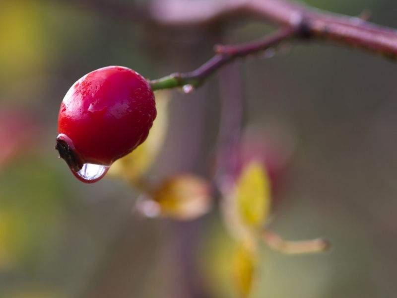 Rosehip oil hydrating skin